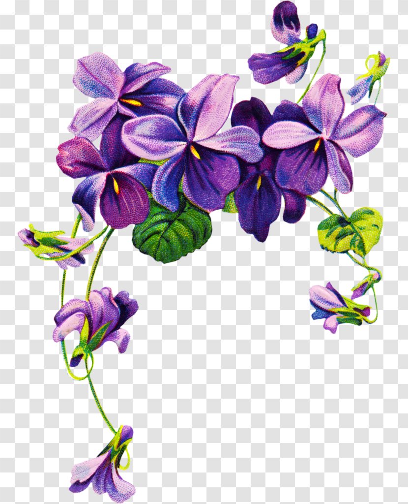 African Violets Purple Flower Clip Art - Drawing - Watercolor Border Transparent PNG