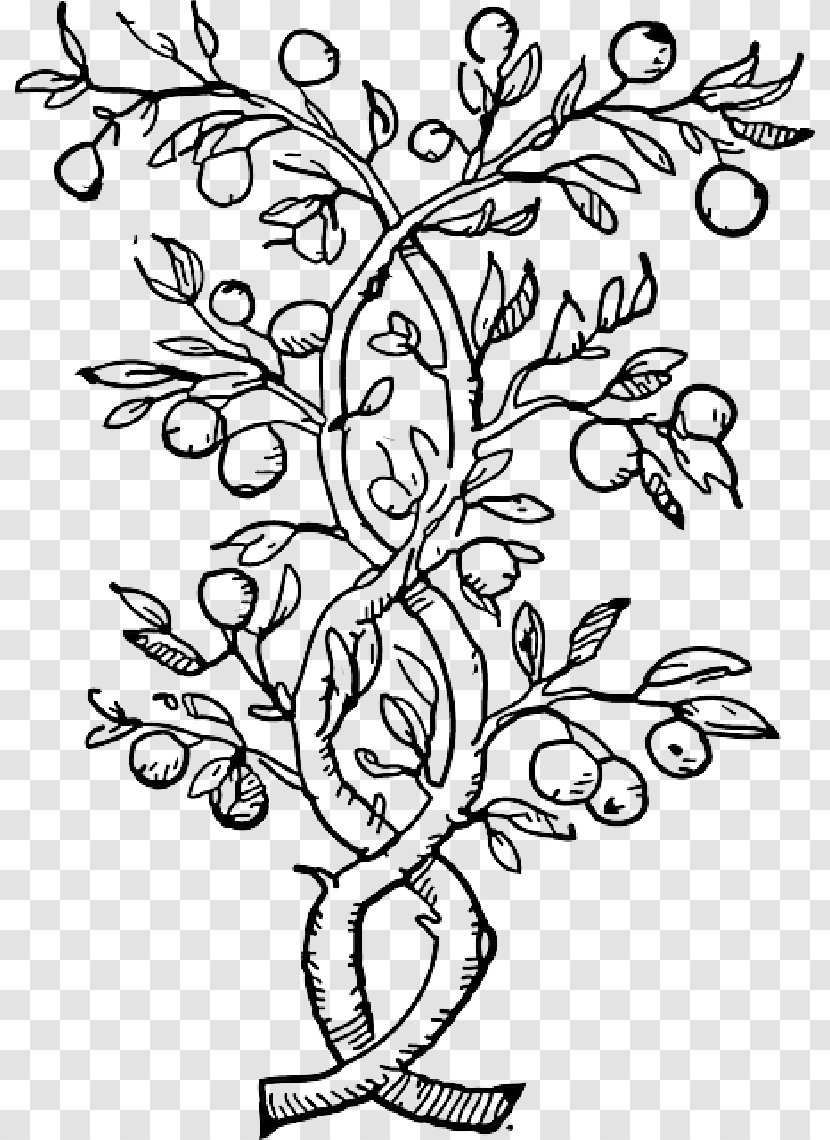 Vector Graphics Clip Art Fruit Tree Olive - Coloring Book - 3d Fruits Sketch Transparent PNG