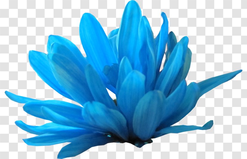 Petal Blue Flower Clip Art - Author Transparent PNG