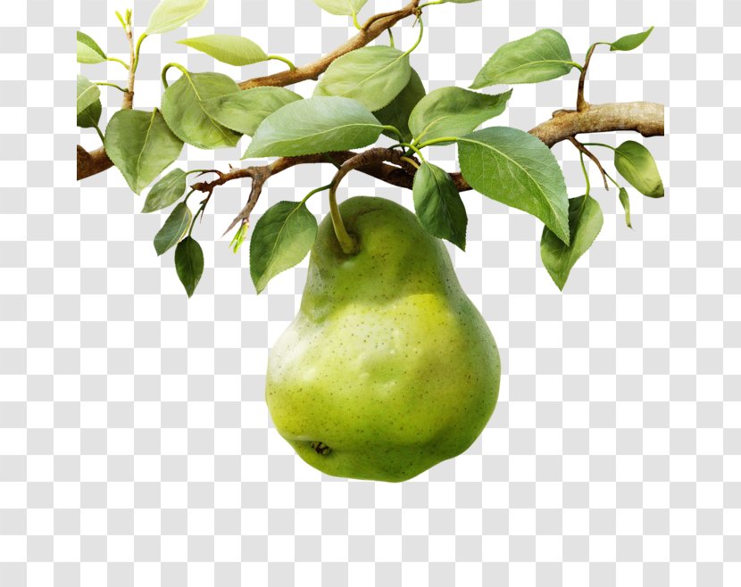 Pear Dietary Supplement B Vitamins Food - Citrus - Fruit Transparent PNG