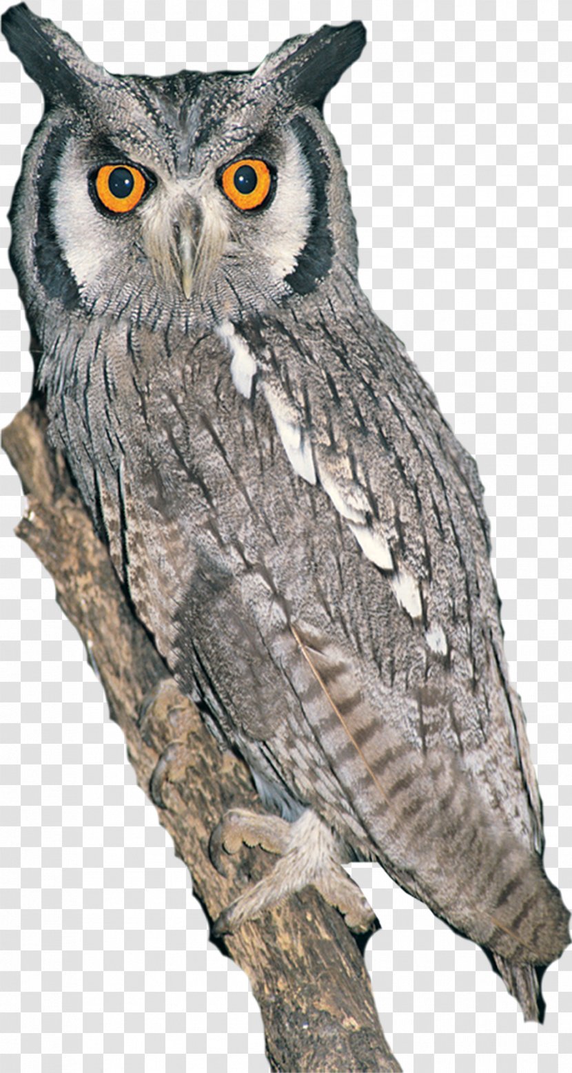 Owl Bird IPad Mini Drawing - Fauna Transparent PNG