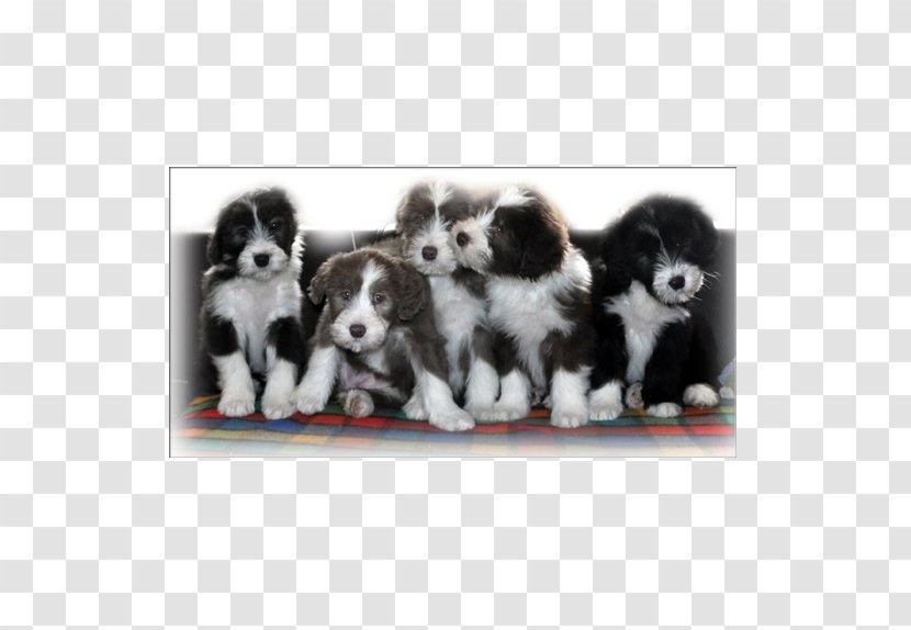 Dog Breed Border Collie Puppy Rough Sporting Group - Like Mammal Transparent PNG