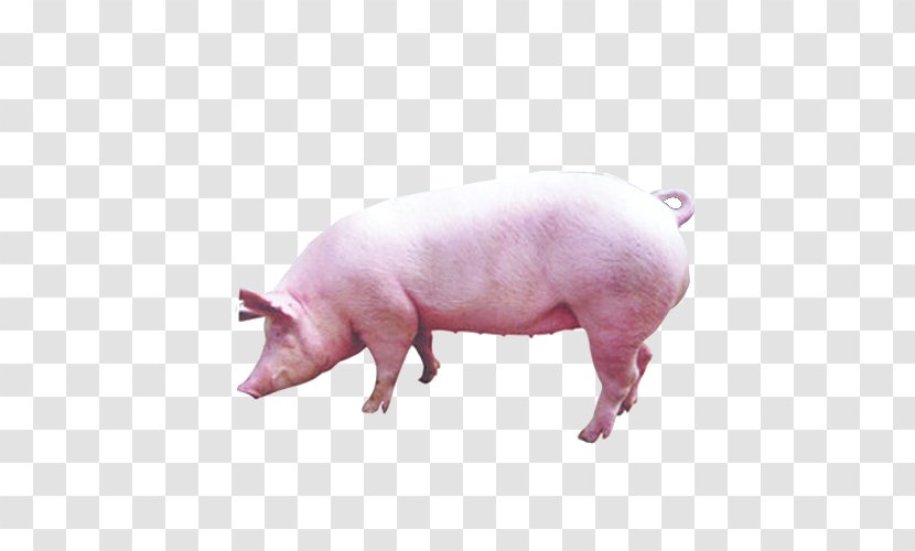 Pig Livestock - Mammal Transparent PNG