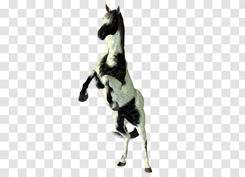 Stallion Mustang Pony Halter PhotoScape - Caballo Transparent PNG
