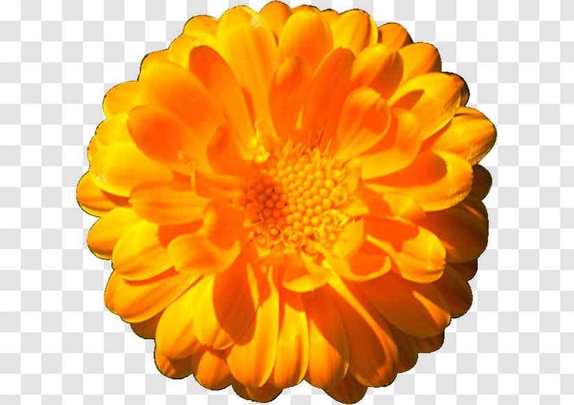 The Marigolds Clip Art - Flower - Calendula Transparent PNG