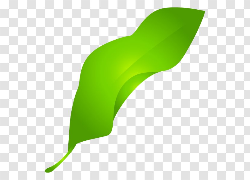 Leaf Clip Art Product Design Plant Stem Line - Plants - Arum Family Transparent PNG