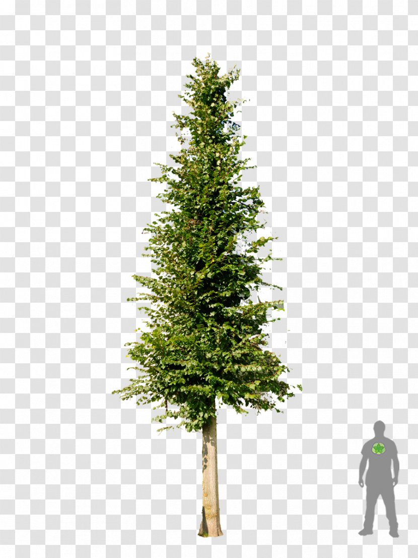 Christmas Tree Pine Fir Spruce - Decoration - Shrubs Transparent PNG