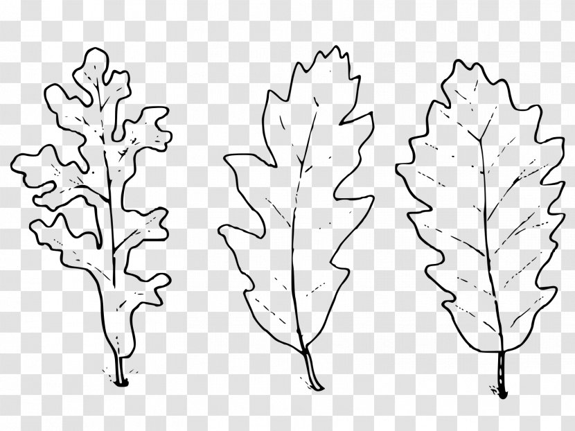 Quercus Cerris Ma Che Freddo Fa Leaf Vivere Il Mio Tempo Information - Oak - Flora Transparent PNG