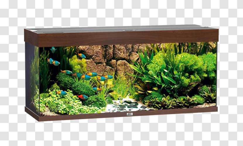 Aquariums JUWEL Rio 240 LED Fishkeeping Aquarium Filters - Juwel Led - Fish Transparent PNG