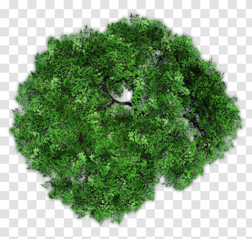 Image Garden Plants Photograph Royalty-free - Flower - Tree Top View Transparent PNG