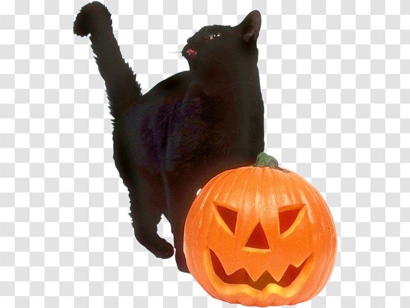 Black Cat Halloween Jack-o'-lantern Trick-or-treating Wedding Invitation - Convite Transparent PNG