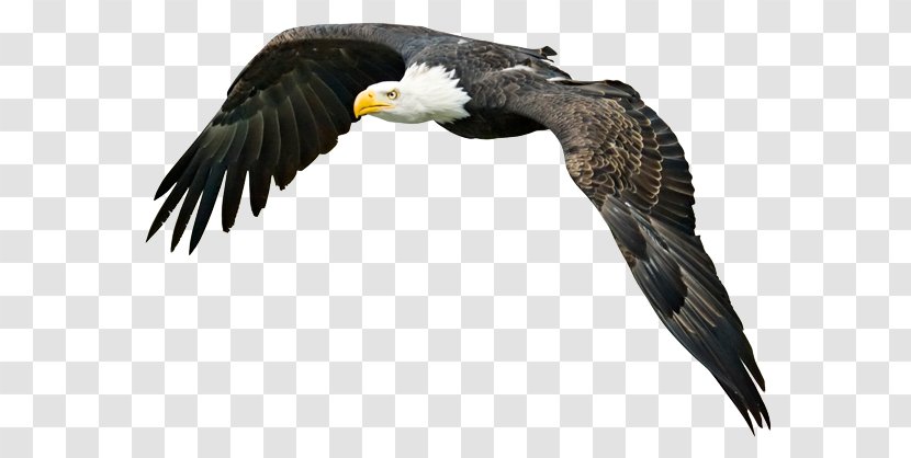 Bald Eagle Bird - Image Resolution - Steppe Transparent PNG