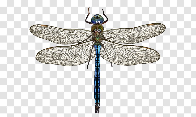 Dragonfly Hungarian Natural History Museum Emperor Az év Rovara Insect - May Transparent PNG