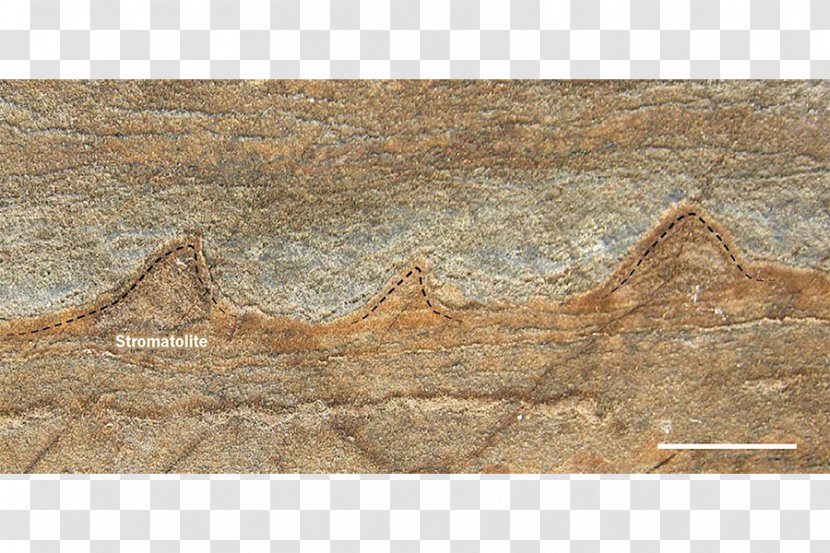 Earth Fossil Stromatolite Warrawoona Science - Planet Transparent PNG