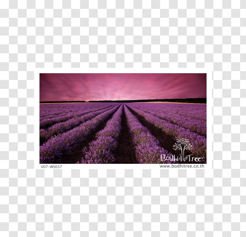 Lavender Landscape Sunset Desktop Wallpaper - Field Transparent PNG