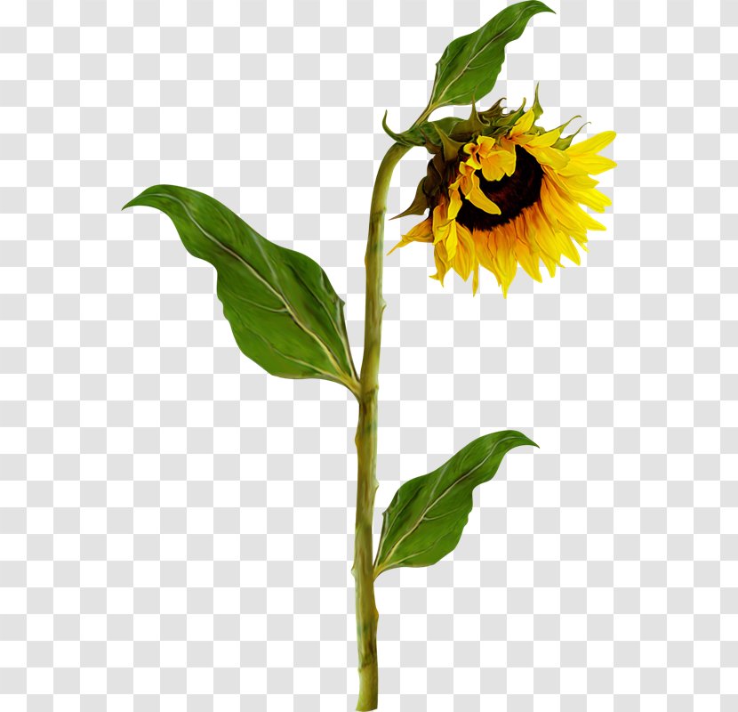 Common Sunflower Photography Clip Art - Seed - Girasoles Transparent PNG