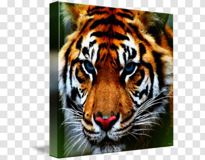 Bengal Tiger Whiskers Animal Cat - Mammal Transparent PNG
