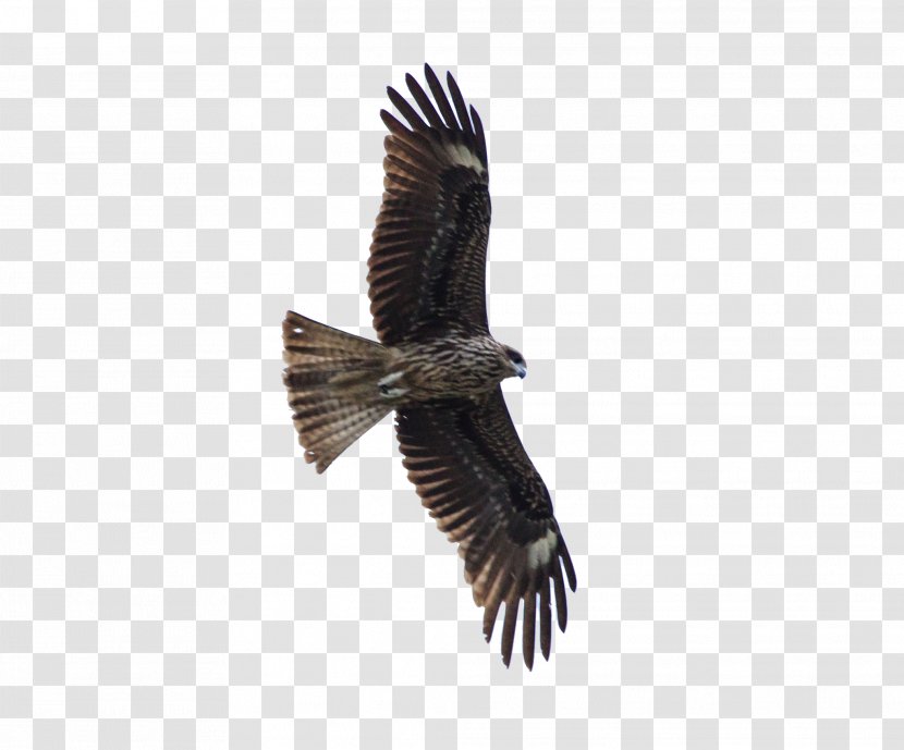 Bird Of Prey Hawk Eagle - Jackal Buzzard - FLying Transparent PNG