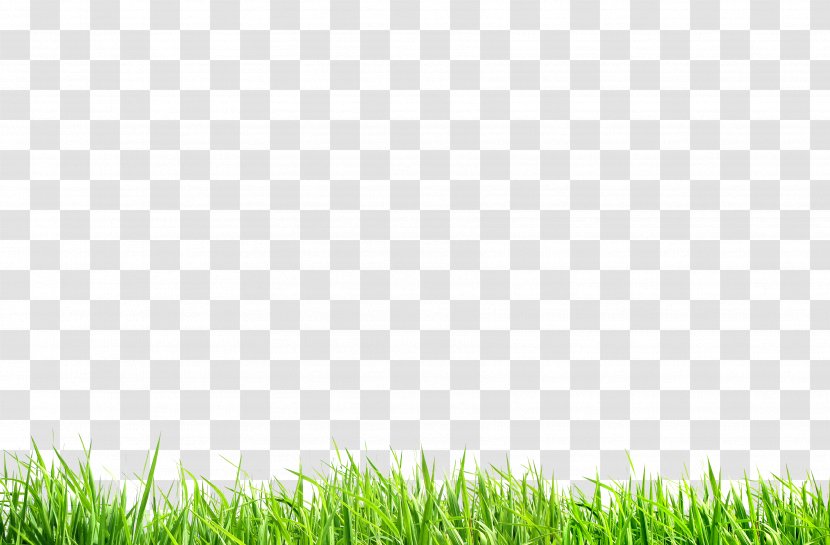 Green Meadow Nature - Template - Wheat Seedling Transparent PNG