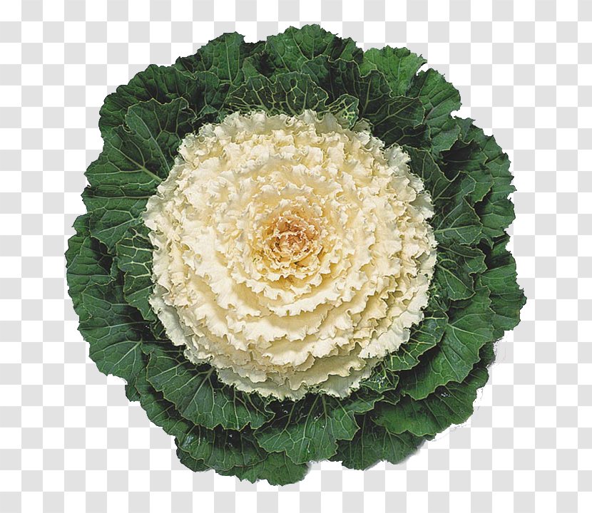 Capitata Group Cauliflower Brassica Oleracea Var. Acephala Kale Vegetable - Flower Transparent PNG