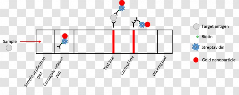 Lateral Flow Test Immunoassay Real-time Polymerase Chain Reaction ELISA - Realtime - Rectangle Transparent PNG