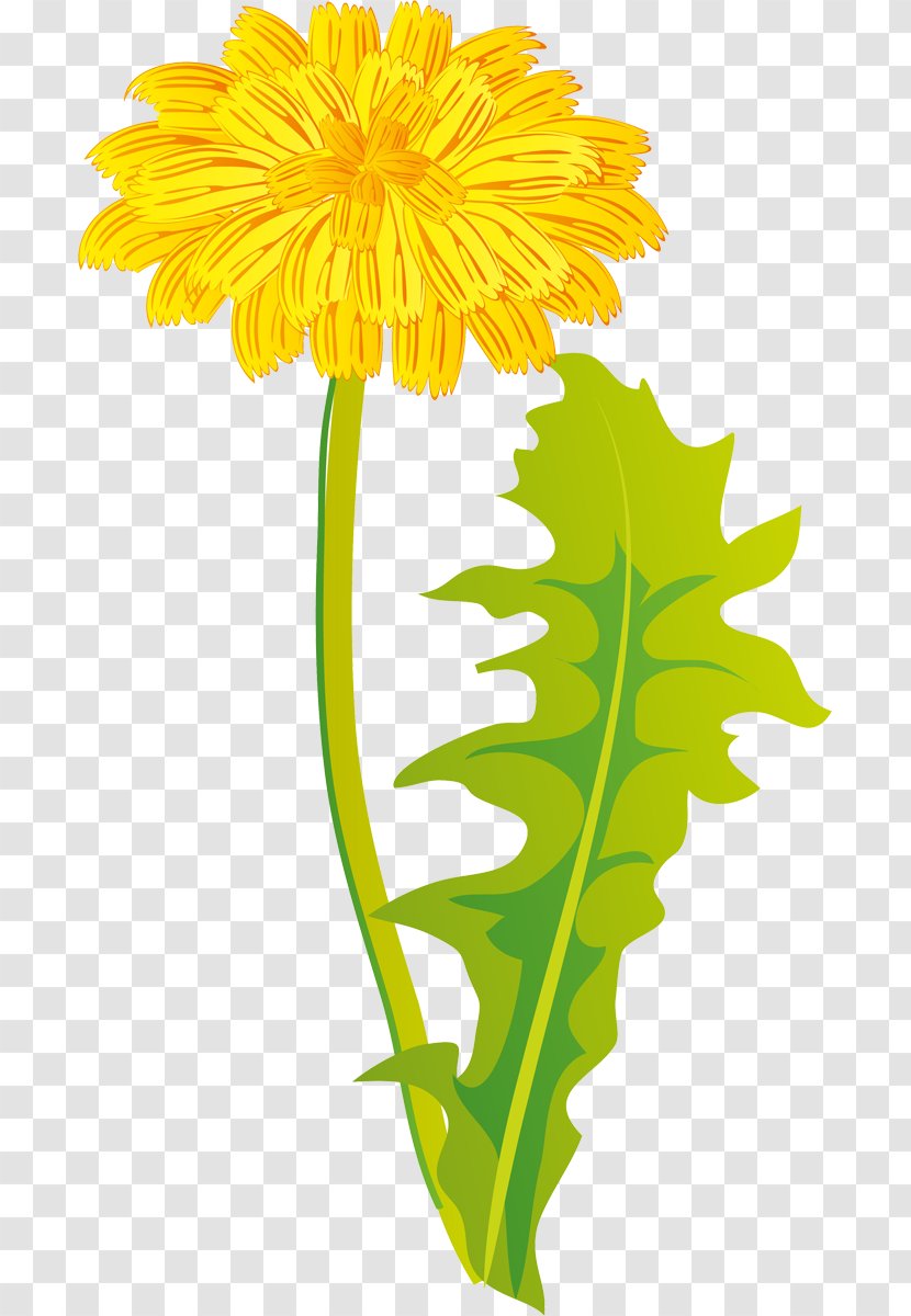 Dandelion Cut Flowers Plant Chrysanthemum - Petal Transparent PNG