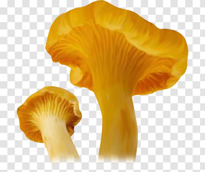 Fungus Oyster Mushroom Agaricaceae Collage Transparent PNG