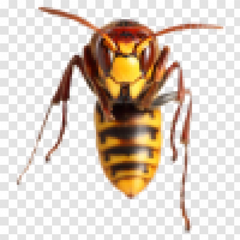 Hornet Bee Sting Wasp Insect - Invertebrate Transparent PNG
