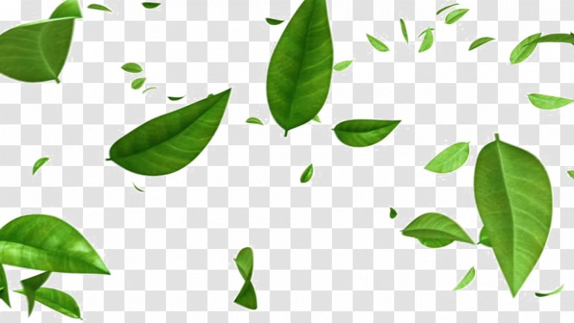 Stock Footage Image Leaf Green Video - Plants Transparent PNG