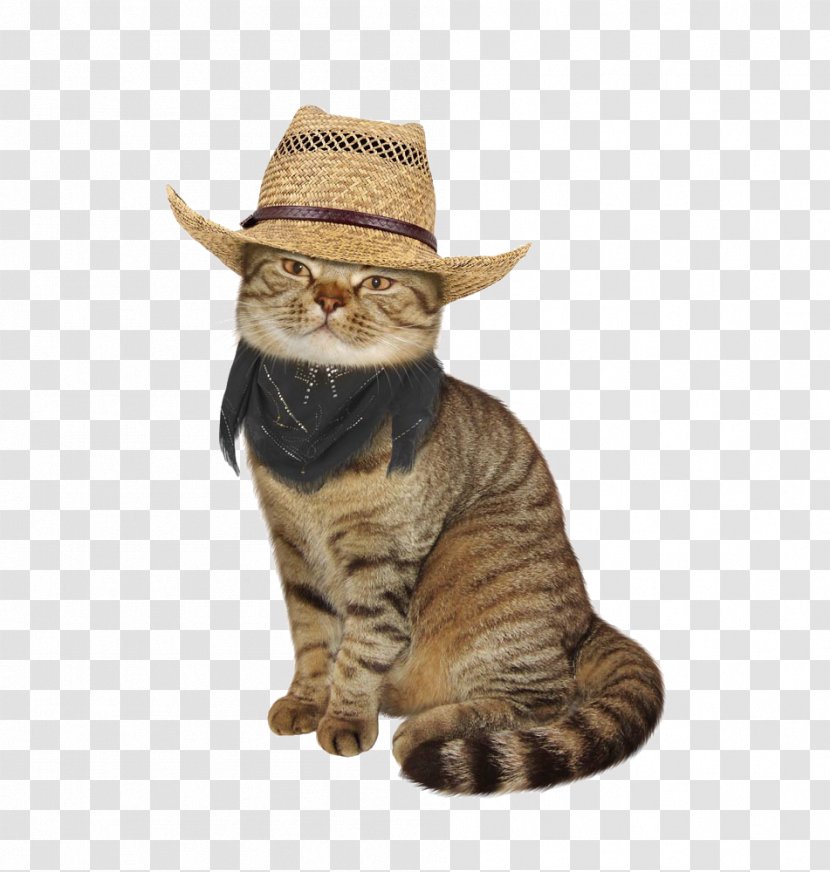 Maine Coon Bengal Cat Kitten Breed Stock Photography - A In Straw Hat Transparent PNG