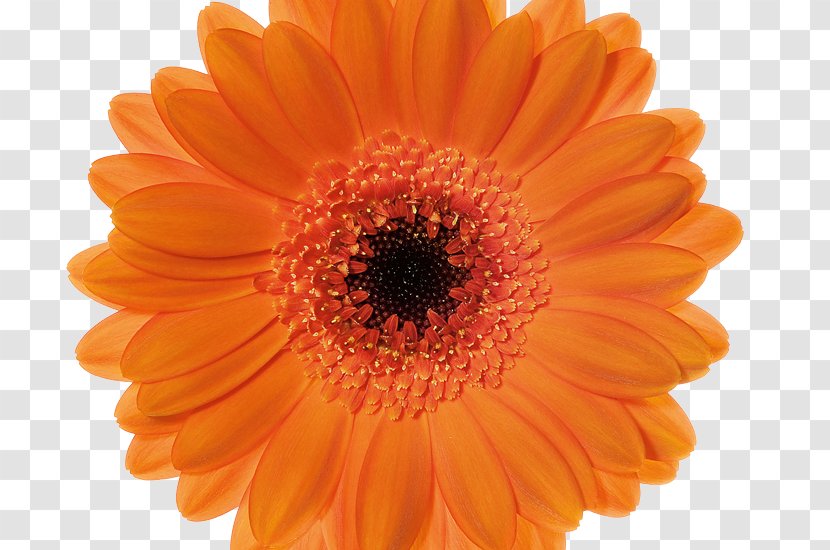 Transvaal Daisy Chrysanthemum Cut Flowers Gallery Wrap Color - Navy Gerbera Transparent PNG