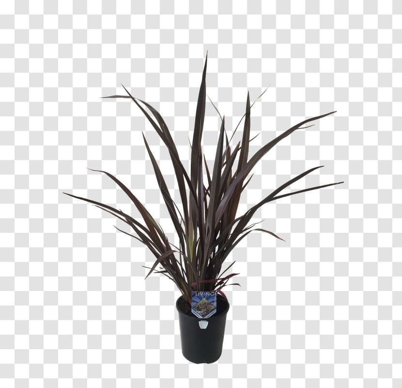 New Zealand Flax In Plants - Grass - Phormium Tenax Transparent PNG