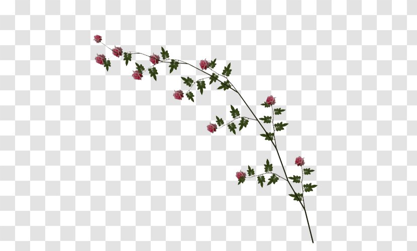 Vine Rose Clip Art - Blossom - Image Transparent PNG