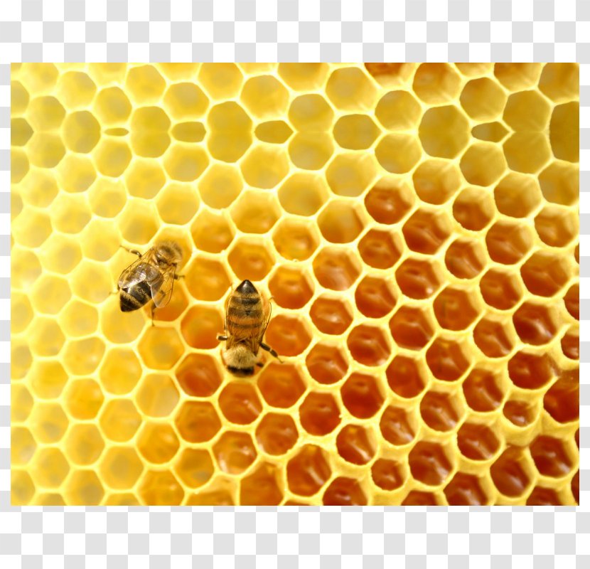 Honey Bee Mead Beehive - Food Transparent PNG