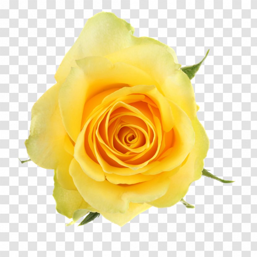 Garden Roses Cabbage Rose Floribunda Cut Flowers Qualirosa B.V. Transparent PNG