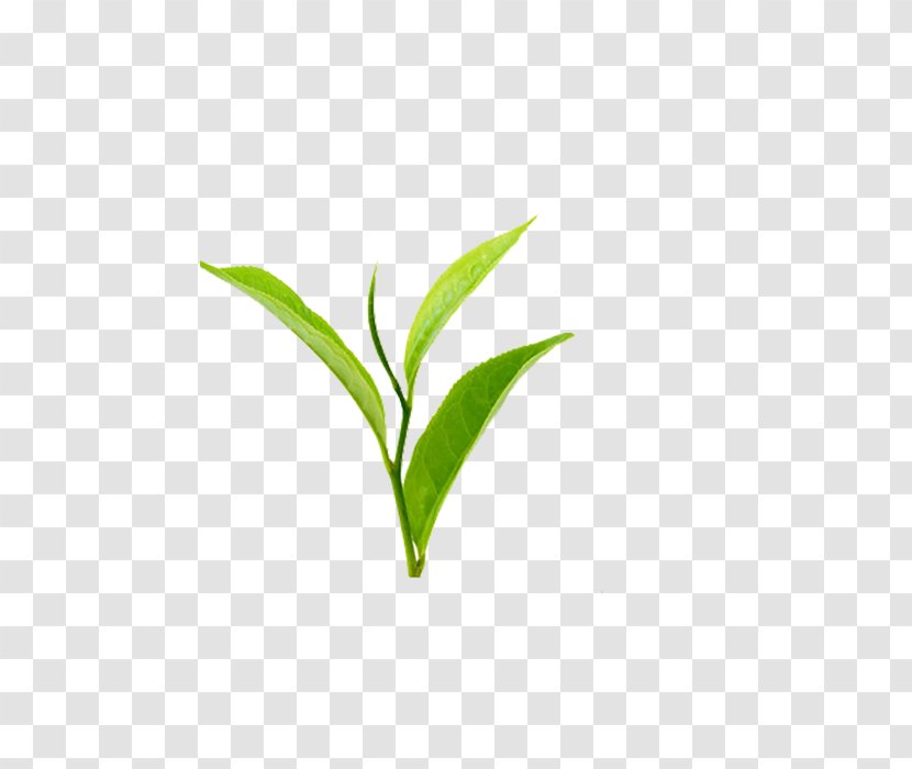 Tea Leaf Download Image - Plant - Oil Transparent PNG