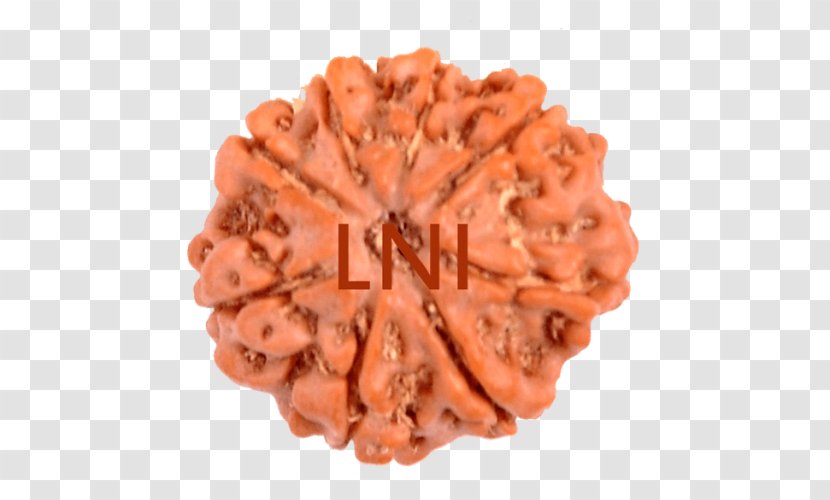 Rudraksha Shiva Ganesha Narayana Lakshmi - Orange - Kartikeya Transparent PNG