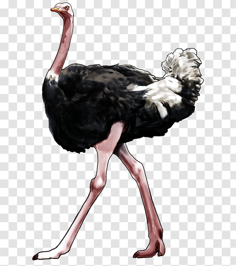 Common Ostrich Aesthetics Philosophy Art Philosopher - Beak Transparent PNG