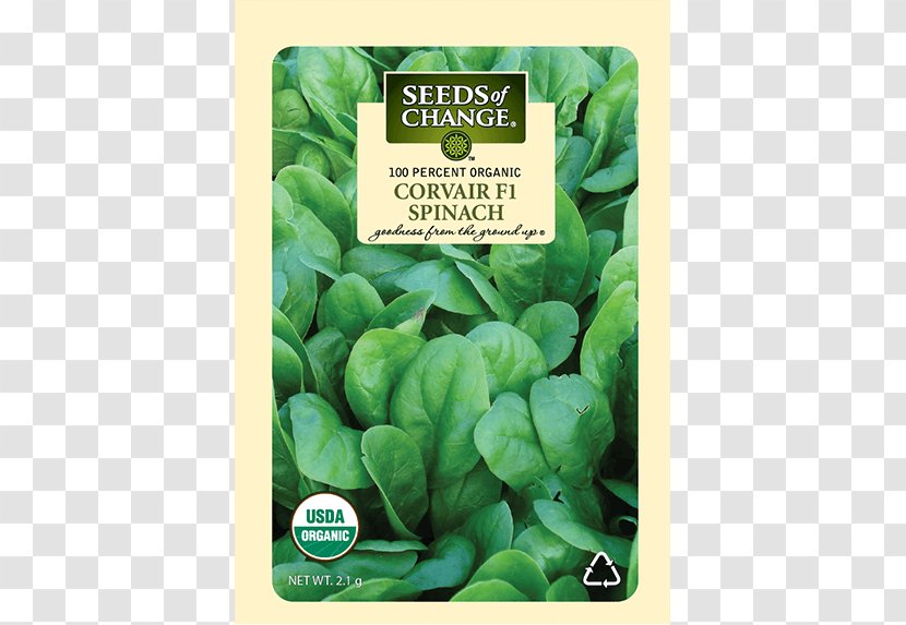 Spinach Seed Drumstick Tree Romaine Lettuce Komatsuna - Flower Transparent PNG