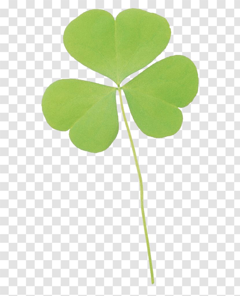 Four-leaf Clover - Ginkgo Biloba - Leaf Transparent PNG