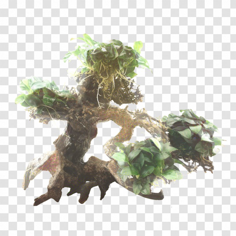 Tree Root - Anubias - Flower Transparent PNG