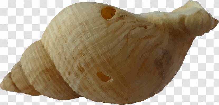 Clam Seashell - Shellfish Transparent PNG