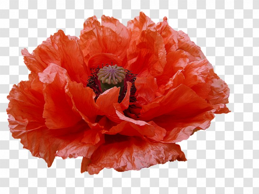 Flower Common Poppy Peony Petal Transparent PNG