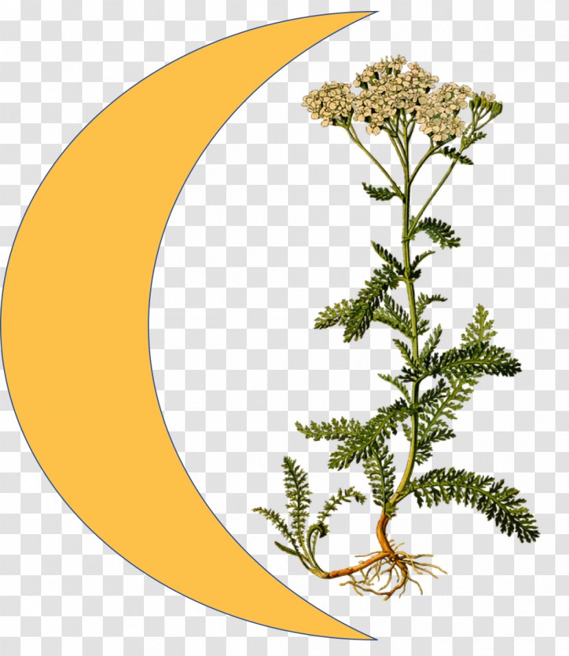 Köhler's Medicinal Plants Yarrow Embryophyta Daisy Family - Botanical Illustration - Idee Transparent PNG