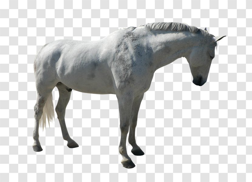 Stallion Mustang Adobe Photoshop Mane - Horse Tack - Cabal Transparent PNG