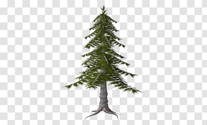 Spruce Temperate Coniferous Forest Clip Art - Evergreen Transparent PNG