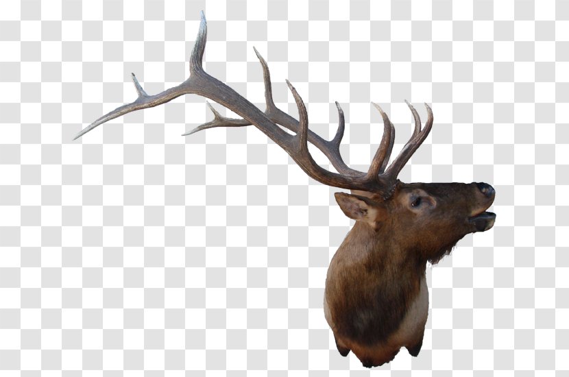 Elk Reindeer Antler Fauna Wildlife Transparent PNG