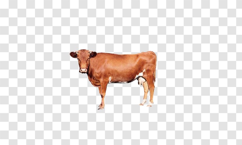 Calf Zebu Management In Minutes Economics Ox - Cattle Like Mammal - Brown Cow Transparent PNG