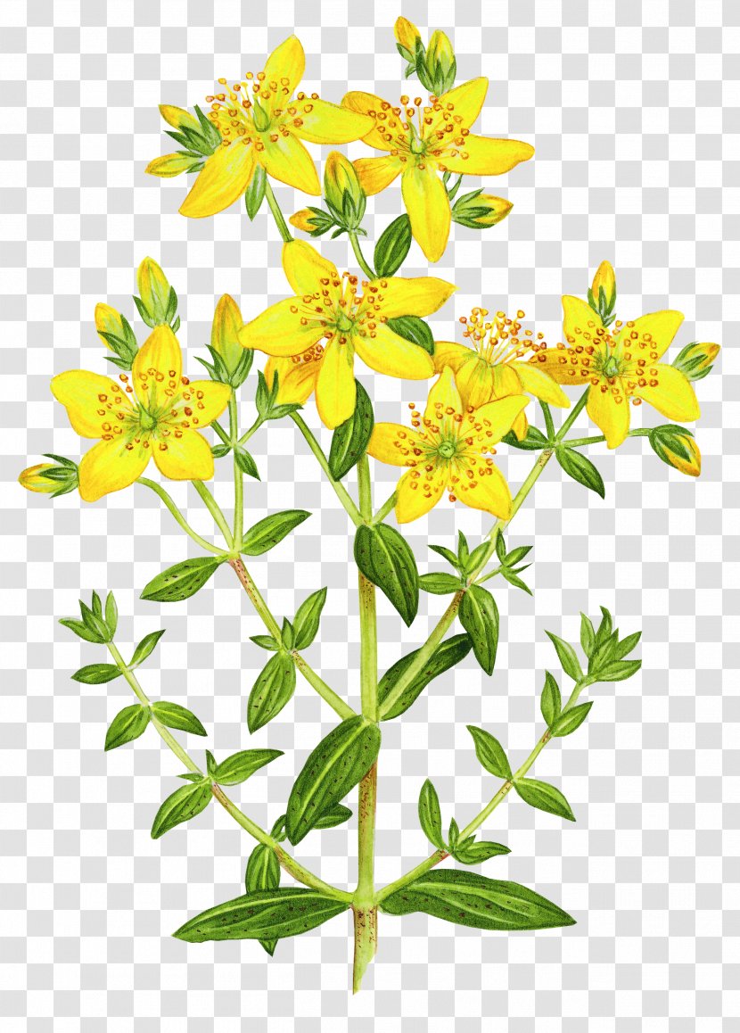 Perforate St John's-wort Dietary Supplement Pharmaceutical Drug Herb Pharmacology - Medicine - Herbs Transparent PNG
