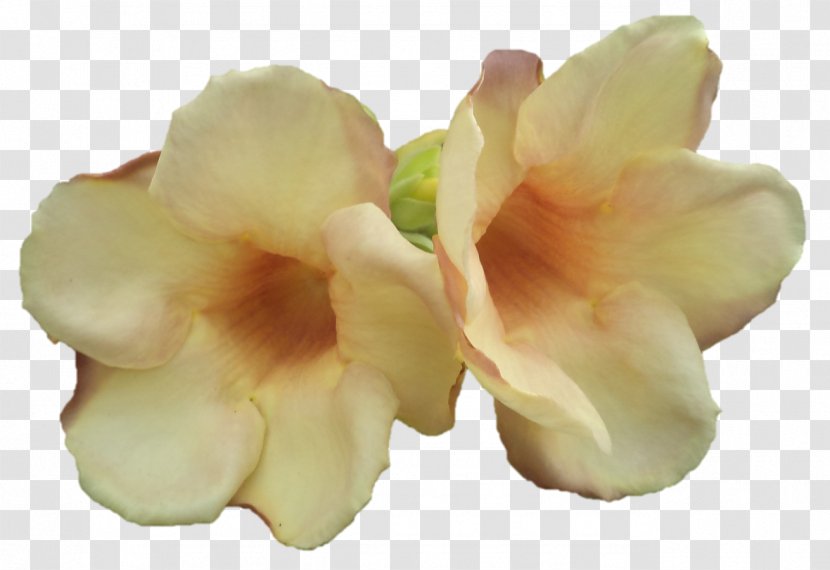 Petal Cut Flowers - Flower - Jagannath Transparent PNG